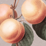 Gentleness — Fruit of the Spirit Art Print | Christian Wall Art