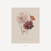A vintage-style botanical art print featuring three dahlia flowers in soft pink, deep burgundy, and coral-red tones on a warm beige background. The print includes decorative text at the bottom and is shown centered on a light gray background with '11x14' printed below.