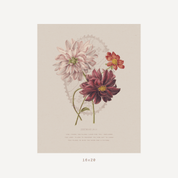 A vintage-style botanical art print featuring three dahlia flowers in soft pink, deep burgundy, and coral tones on a warm beige background, shown centered against a light gray backdrop with a small '16x20' size mark below.
