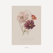 A vintage botanical art print featuring three dahlia flowers in soft pink, deep burgundy, and coral tones on a warm beige background, with small decorative text below and a size marker reading 18x24 centered underneath.