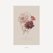 A botanical art print featuring three vintage-style flowers (a pale pink chrysanthemum, a burgundy dahlia, and a small red flower) on a beige background with a decorative oval frame and text below. The print is shown centered on a light gray background with '24 x 36' printed underneath.