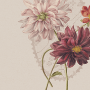 Vintage-style floral illustration featuring two large dahlia flowers, one pale blush pink and one deep burgundy, with green stems on a warm beige background with a faint lace-like pattern.