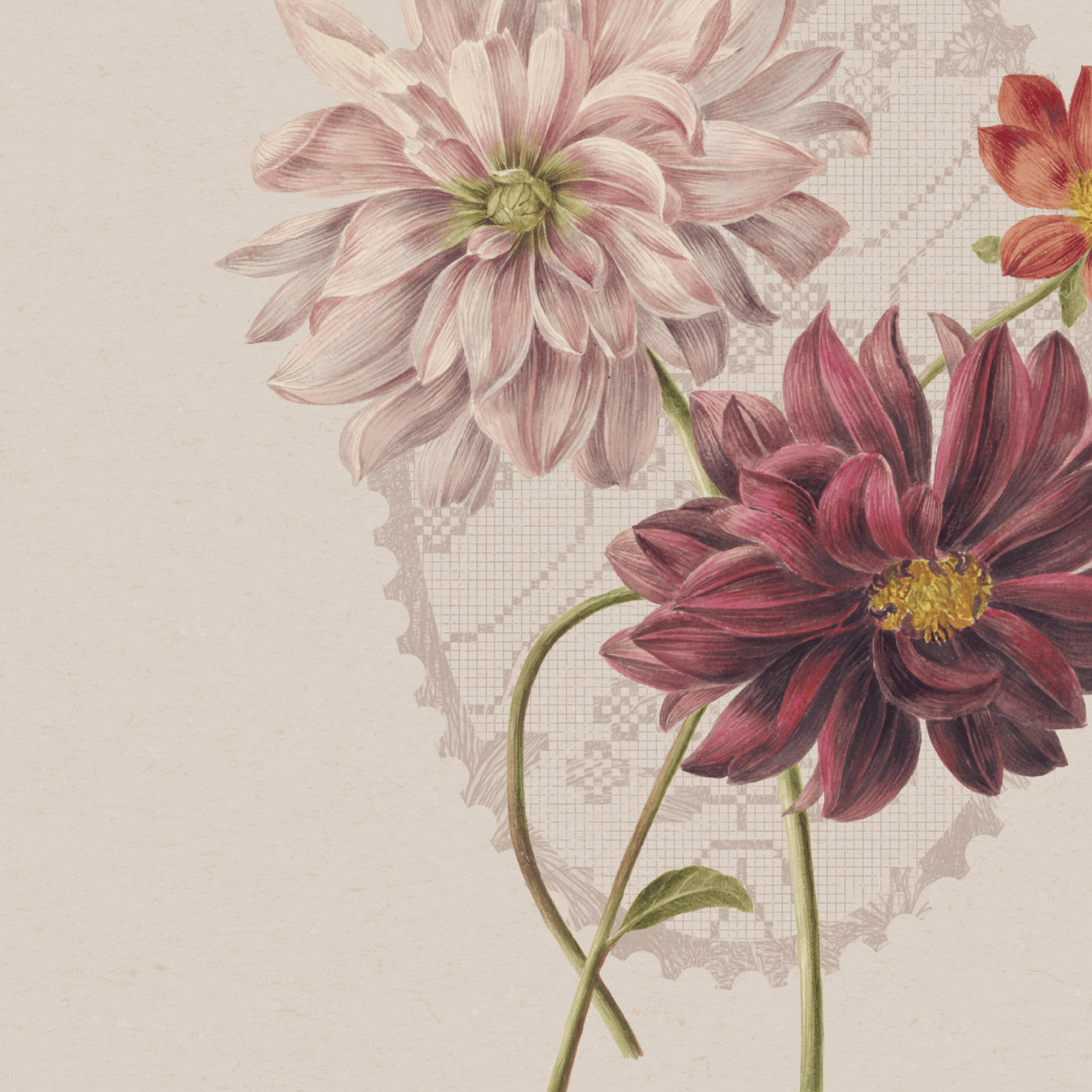 Vintage-style floral illustration featuring two large dahlia flowers, one pale blush pink and one deep burgundy, with green stems on a warm beige background with a faint lace-like pattern.