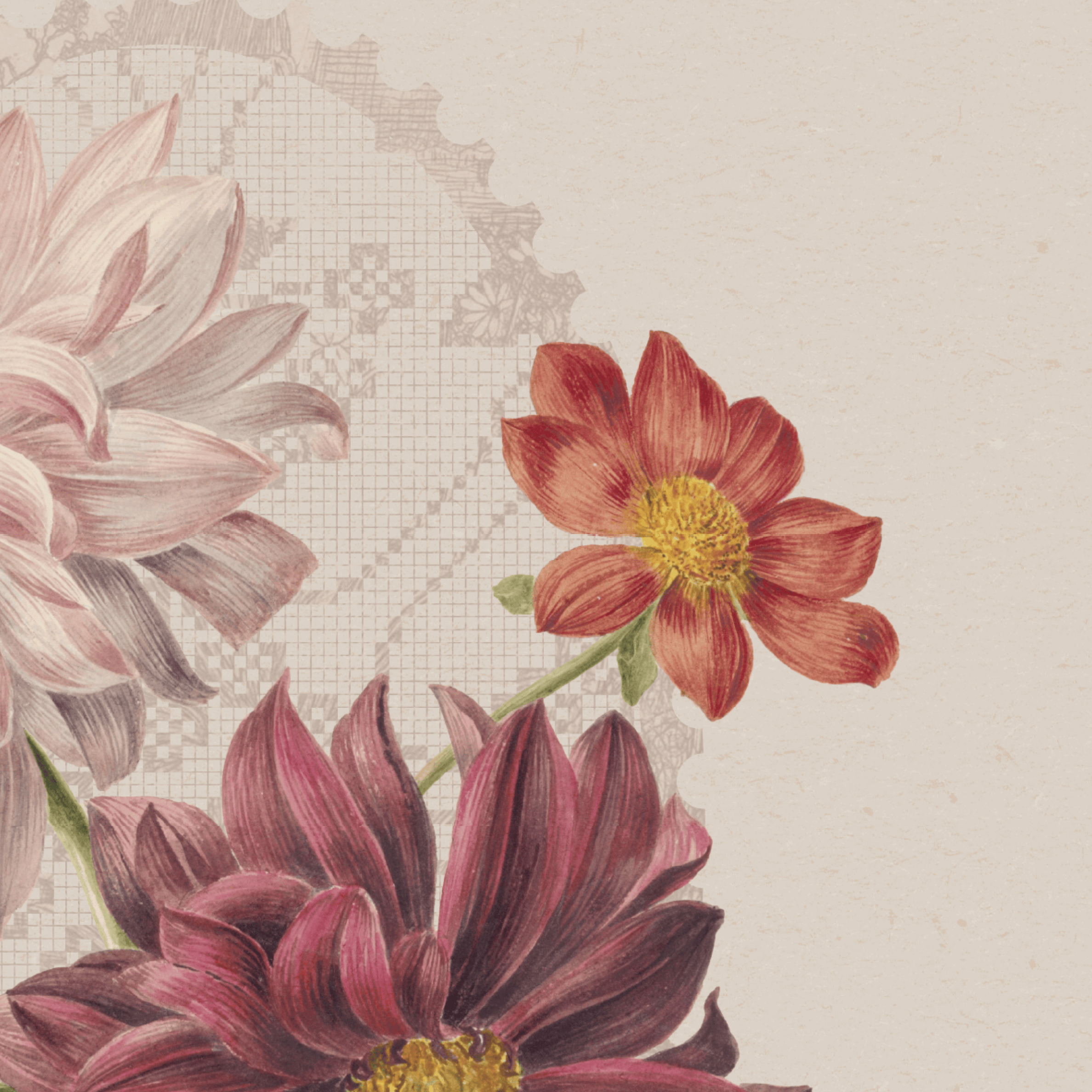 Vintage-style floral illustration featuring large dahlia-like flowers in muted pink, burgundy, and plum tones with yellow centers on a warm beige background with a faint lace-like pattern.