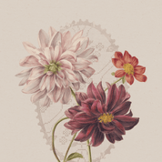 A vintage-style botanical illustration of three dahlia flowers on a warm beige background with a subtle lace-like overlay. The largest flower is pale blush pink, the lower flower is deep burgundy, and the smaller flower is coral-red with yellow centers.
