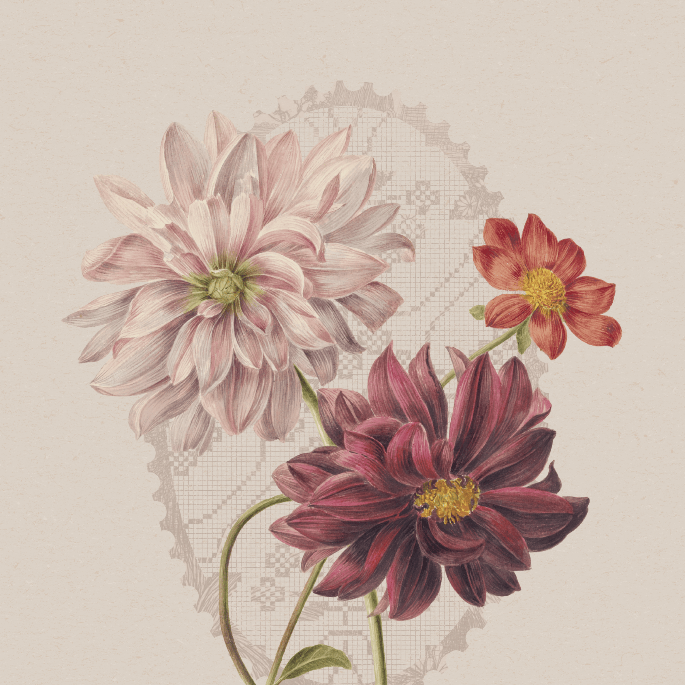 A vintage-style botanical illustration of three dahlia flowers on a warm beige background with a subtle lace-like overlay. The largest flower is pale blush pink, the lower flower is deep burgundy, and the smaller flower is coral-red with yellow centers.