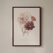 A framed botanical art print featuring three dahlia flowers in soft pink, deep burgundy, and coral tones on an off-white background, hung on a light beige wall.