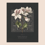 The Light Shines in the Darkness John 1:5 print — white botanical blooms against a charcoal ground with lace pattern, christian scripture wall art