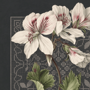 Close-up of the white pelargonium blooms and filet-lace detail — John 1:5 scripture wall art print texture